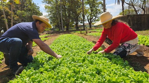 Horta que transforma: Oficina Agr&iacute;cola completa sete anos e vende hortali&ccedil;as em Franca 